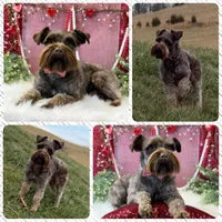 Winston, a male Miniature Schnauzer for sale in Bristol, VA – Photo 9 of 10