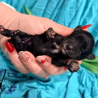 Winston, a male Miniature Schnauzer for sale in Bristol, VA – Photo 4 of 10