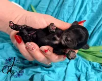 Winston, a male Miniature Schnauzer for sale in Bristol, VA – Photo 4 of 10