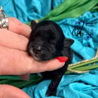 Winston, a male Miniature Schnauzer for sale in Bristol, VA – Photo 7 of 10