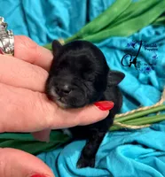 Winston, a male Miniature Schnauzer for sale in Bristol, VA – Photo 7 of 10