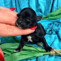 Winston, a male Miniature Schnauzer for sale in Bristol, VA – Photo 1 of 10