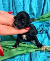 Winston, a male Miniature Schnauzer for sale in Bristol, VA – Photo 1 of 10