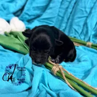 Winston, a male Miniature Schnauzer for sale in Bristol, VA – Photo 8 of 10