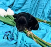 Winston, a male Miniature Schnauzer for sale in Bristol, VA – Photo 8 of 10