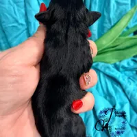 Winston, a male Miniature Schnauzer for sale in Bristol, VA – Photo 3 of 10