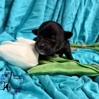 Winston, a male Miniature Schnauzer for sale in Bristol, VA – Photo 6 of 10