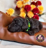Pecan, a male Poodle - Toy  and Poodle - Miniature  for sale in Bristol, VA – 8 of 10