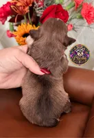 Martha May, a female Miniature Schnauzer for sale in Bristol, VA – 4 of 10
