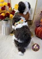 Chestnut, a male Poodle - Standard  for sale in Bristol, VA – 5 of 10