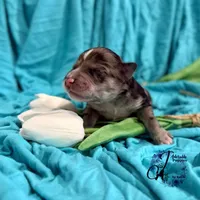 Sterling, a male Miniature Schnauzer for sale in Bristol, VA – Photo 7 of 10