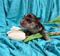 Sterling, a male Miniature Schnauzer for sale in Bristol, VA – Photo 7 of 10