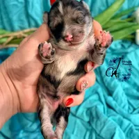 Sterling, a male Miniature Schnauzer for sale in Bristol, VA – Photo 6 of 10