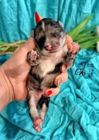 Sterling, a male Miniature Schnauzer for sale in Bristol, VA – Photo 6 of 10