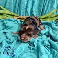 Sterling, a male Miniature Schnauzer for sale in Bristol, VA – Photo 8 of 10