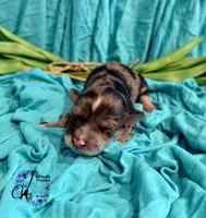 Sterling, a male Miniature Schnauzer for sale in Bristol, VA – Photo 8 of 10