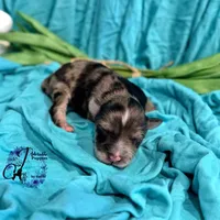 Sterling, a male Miniature Schnauzer for sale in Bristol, VA – Photo 2 of 10