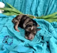 Sterling, a male Miniature Schnauzer for sale in Bristol, VA – Photo 2 of 10