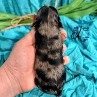 Sterling, a male Miniature Schnauzer for sale in Bristol, VA – Photo 4 of 10