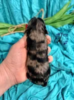 Sterling, a male Miniature Schnauzer for sale in Bristol, VA – Photo 4 of 10