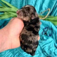 Sterling, a male Miniature Schnauzer for sale in Bristol, VA – Photo 3 of 10