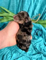 Sterling, a male Miniature Schnauzer for sale in Bristol, VA – Photo 3 of 10