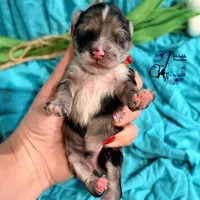 Sterling, a male Miniature Schnauzer for sale in Bristol, VA – Photo 5 of 10