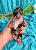 Sterling, a male Miniature Schnauzer for sale in Bristol, VA – Photo 5 of 10