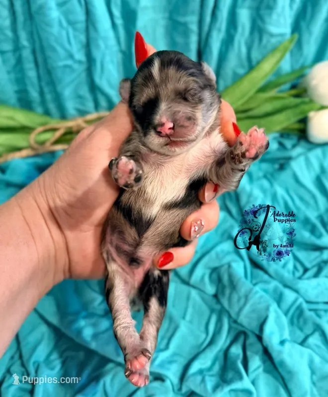 Sterling, a male Miniature Schnauzer for sale in Bristol, VA – Photo 1 of 10