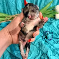 Sterling, a male Miniature Schnauzer for sale in Bristol, VA – Photo 1 of 10