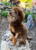 Ace , a male Poodle - Standard  for sale in Bristol, VA – 3 of 10