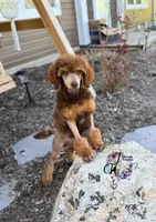 Ace , a male Poodle - Standard  for sale in Bristol, VA – 1 of 10