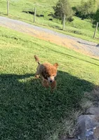 Ace , a male Poodle - Standard  for sale in Bristol, VA – 6 of 10