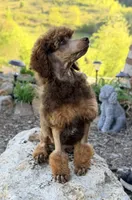 Ace , a male Poodle - Standard  for sale in Bristol, VA – 9 of 10