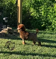 Ace , a male Poodle - Standard  for sale in Bristol, VA – 7 of 10