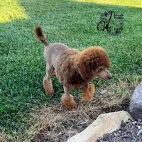 Ace , a male Poodle - Standard  for sale in Bristol, VA – 4 of 10