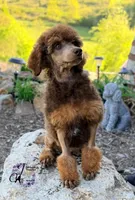 Ace , a male Poodle - Standard  for sale in Bristol, VA – 10 of 10