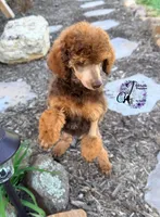 Ace , a male Poodle - Standard  for sale in Bristol, VA – 2 of 10