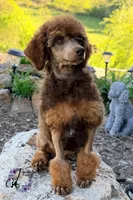 Ace , a male Poodle - Standard  for sale in Bristol, VA – 8 of 10