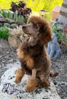 Ace , a male Poodle - Standard  for sale in Bristol, VA – 5 of 10