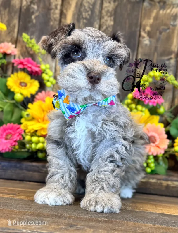 Dusty  – Miniature Schnauzer puppy for sale in Bristol, VA