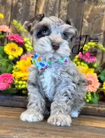 Dusty , a male Miniature Schnauzer for sale in Bristol, VA – 1 of 10