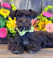 Ledger, a male Miniature Schnauzer for sale in Bristol, VA – 10 of 10