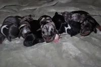 Cinnamon, a male Miniature Dachshund for sale in Locust Grove, GA – Photo 4 of 9