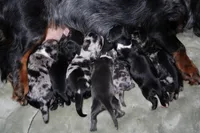 Cinnamon, a male Miniature Dachshund for sale in Locust Grove, GA – Photo 8 of 9