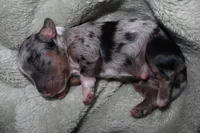 Cinnamon, a male Miniature Dachshund for sale in Locust Grove, GA – Photo 7 of 9