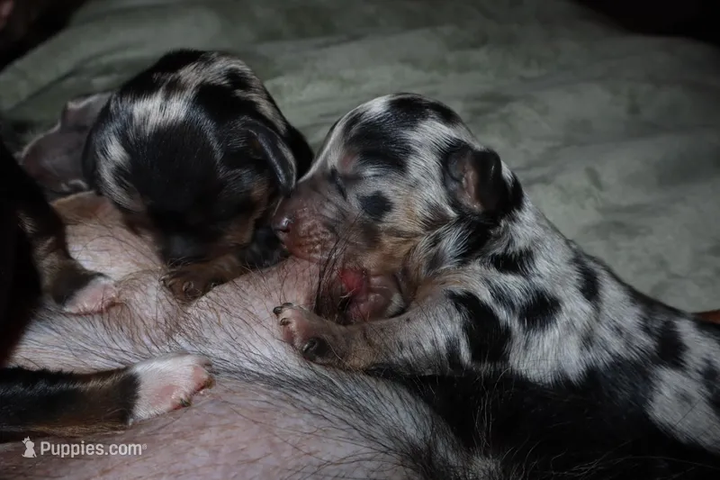 Cinnamon, a male Miniature Dachshund for sale in Locust Grove, GA – Photo 1 of 9