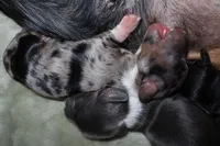 Cinnamon, a male Miniature Dachshund for sale in Locust Grove, GA – Photo 3 of 9