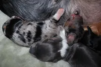 Cinnamon, a male Miniature Dachshund for sale in Locust Grove, GA – Photo 2 of 9