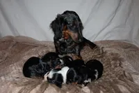 Pancake, a female Miniature Dachshund for sale in Locust Grove, GA – 9 of 9